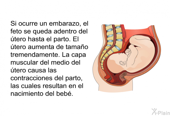 Si ocurre un embarazo, el feto se queda adentro del tero hasta el parto. El tero aumenta de tamao tremendamente. La capa muscular del medio del tero causa las contracciones del parto, las cuales resultan en el nacimiento del beb.