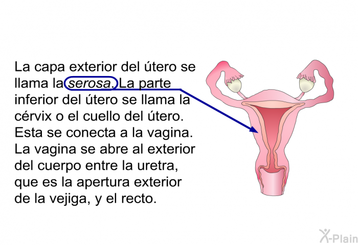 La capa exterior del tero se llama la serosa. La parte inferior del tero se llama la crvix o el cuello del tero. Esta se conecta a la vagina. La vagina se abre al exterior del cuerpo entre la uretra, que es la apertura exterior de la vejiga, y el recto.