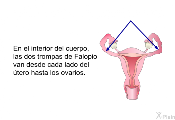 En el interior del cuerpo, las dos trompas de Falopio van desde cada lado del tero hasta los ovarios.