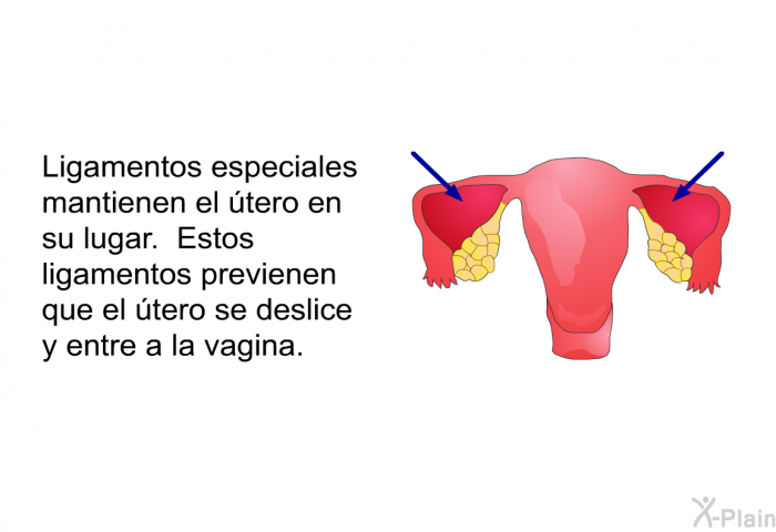 Ligamentos especiales mantienen el tero en su lugar. Estos ligamentos previenen que el tero se deslice y entre a la vagina.