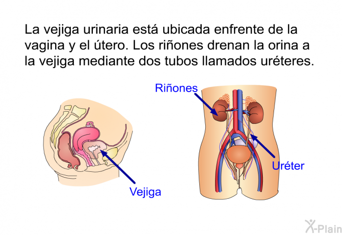 La vejiga urinaria est ubicada enfrente de la vagina y el tero. Los riones drenan la orina a la vejiga mediante dos tubos llamados urteres.