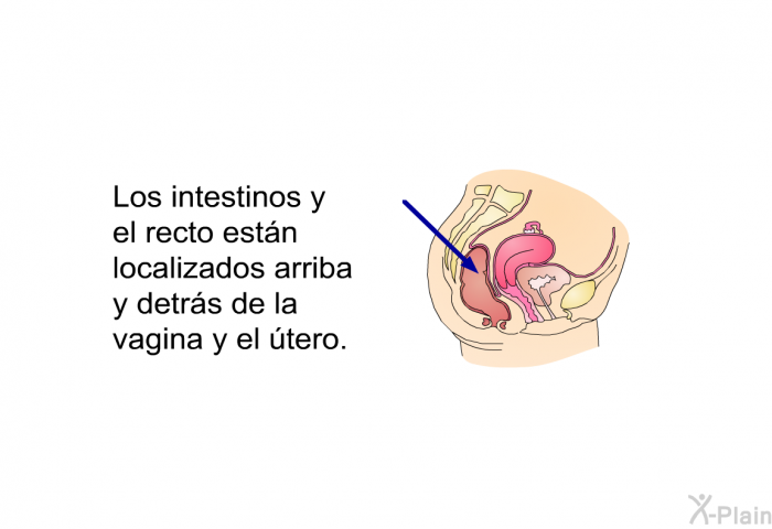 Los intestinos y el recto estn localizados arriba y detrs de la vagina y el tero.