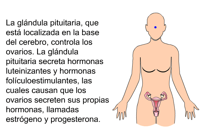 La glndula pituitaria, que est localizada en la base del cerebro, controla los ovarios. La glndula pituitaria secreta hormonas luteinizantes y hormonas folculoestimulantes, las cuales causan que los ovarios secreten sus propias hormonas, llamadas estrgeno y progesterona.