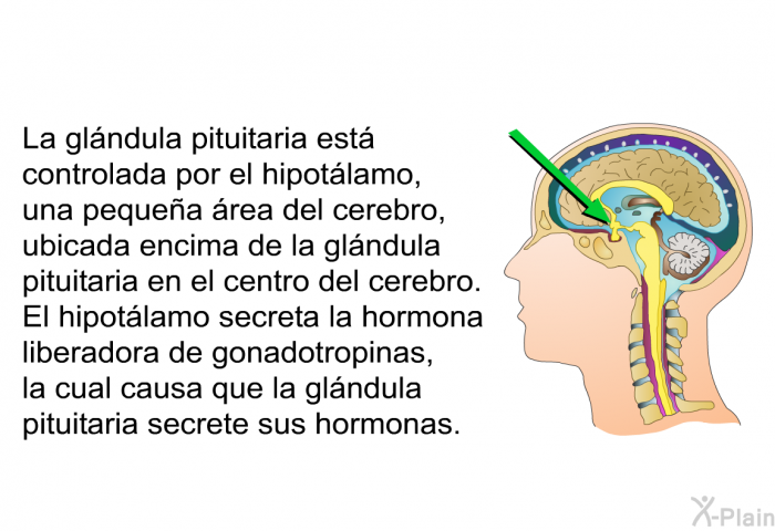 La glndula pituitaria est controlada por el hipotlamo, una pequea rea del cerebro, ubicada encima de la glndula pituitaria en el centro del cerebro. El hipotlamo secreta la hormona liberadora de gonadotropinas, la cual causa que la glndula pituitaria secrete sus hormonas.