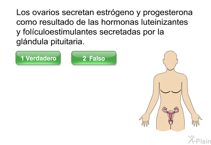 Los ovarios secretan estrgeno y progesterona como resultado de las hormonas luteinizantes y folculoestimulantes secretadas por la glndula pituitaria.
