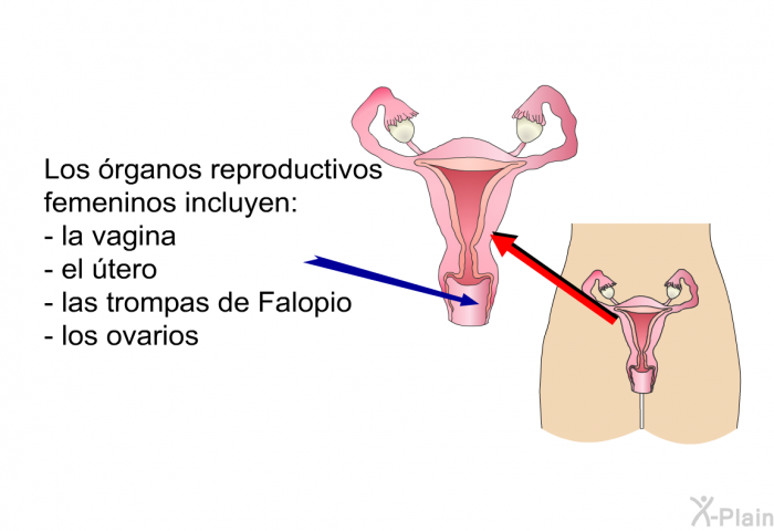 Los rganos reproductivos femeninos incluyen:  la vagina el tero las trompas de Falopio los ovarios