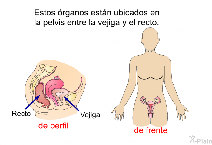 Estos rganos estn ubicados en la pelvis entre la vejiga y el recto.