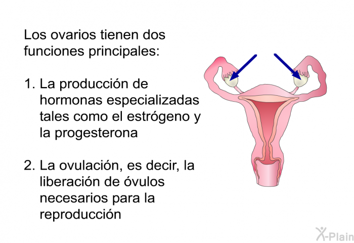 Los ovarios tienen dos funciones principales:  La produccin de hormonas especializadas tales como el estrgeno y la progesterona La ovulacin, es decir, la liberacin de vulos necesarios para la reproduccin
