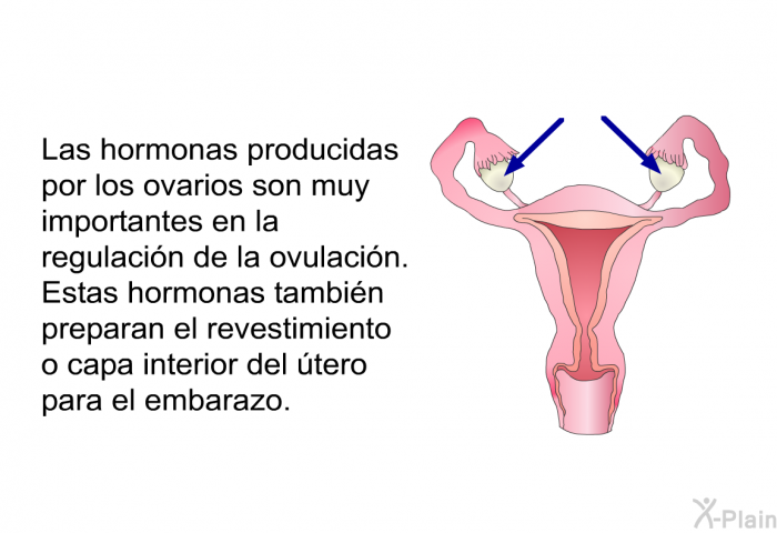 Las hormonas producidas por los ovarios son muy importantes en la regulacin de la ovulacin. Estas hormonas tambin preparan el revestimiento o capa interior del tero para el embarazo.