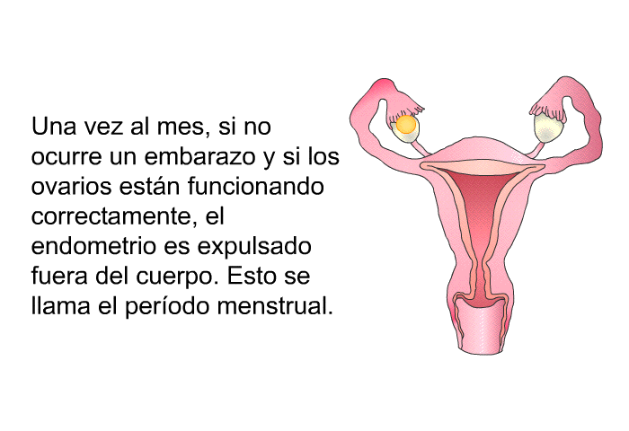 Una vez al mes, si no ocurre un embarazo y si los ovarios estn funcionando correctamente, el endometrio es expulsado fuera del cuerpo. Esto se llama el perodo menstrual.