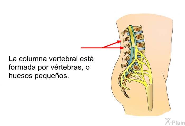 La columna vertebral est formada por vrtebras, o huesos pequeos.