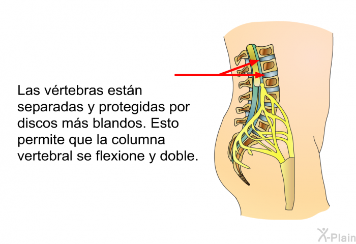 Las vrtebras estn separadas y protegidas por discos ms blandos. Esto permite que la columna vertebral se flexione y doble.