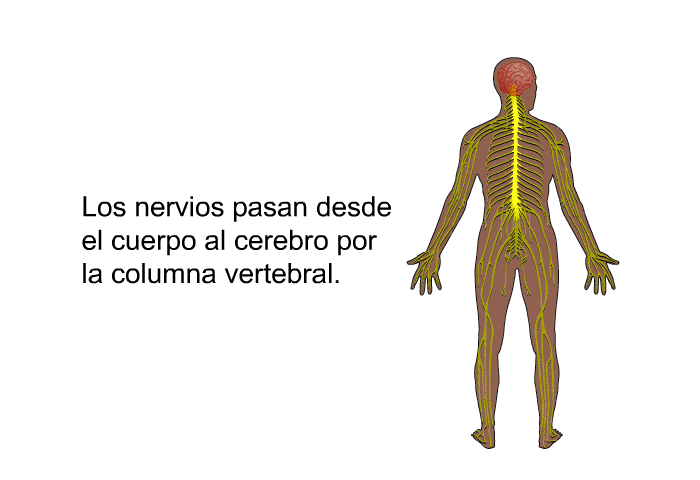 Los nervios pasan desde el cuerpo al cerebro por la columna vertebral.