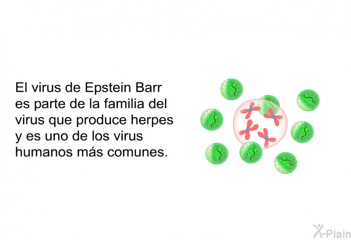 El virus de Epstein Barr es parte de la familia del virus que produce herpes y es uno de los virus humanos ms comunes.