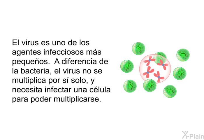 El virus es uno de los agentes infecciosos ms pequeos. A diferencia de la bacteria, el virus no se multiplica por s solo, y necesita infectar una clula para poder multiplicarse.