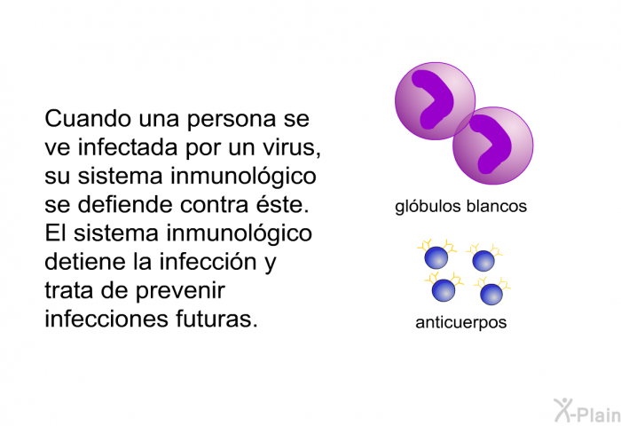 Cuando una persona se ve infectada por un virus, su sistema inmunolgico se defiende contra ste. El sistema inmunolgico detiene la infeccin y trata de prevenir infecciones futuras.