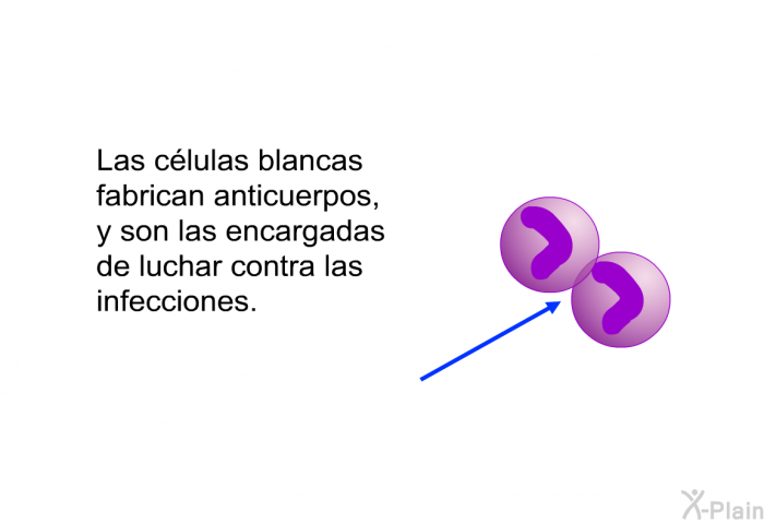 Las clulas blancas fabrican anticuerpos, y son las encargadas de luchar contra las infecciones.