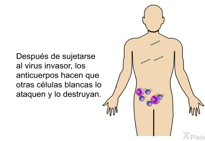 Despus de sujetarse al virus invasor, los anticuerpos hacen que otras clulas blancas lo ataquen y lo destruyan.