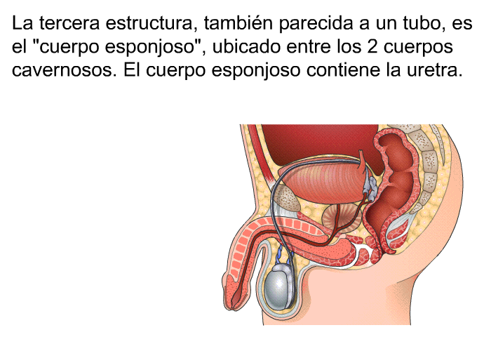 La tercera estructura, tambin parecida a un tubo, es el “cuerpo esponjoso”, ubicado entre los 2 cuerpos cavernosos. El cuerpo esponjoso contiene la uretra.