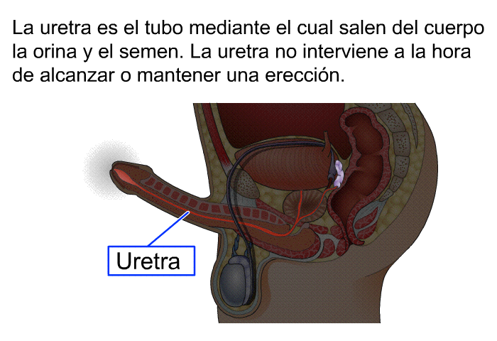 La uretra es el tubo mediante el cual salen del cuerpo la orina y el semen. La uretra no interviene a la hora de alcanzar o mantener una ereccin.