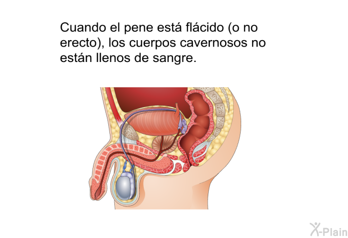 Cuando el pene est flcido (o no erecto), los cuerpos cavernosos no estn llenos de sangre.