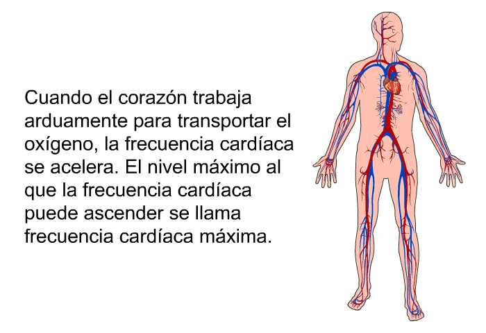 Cuando el coraz�n trabaja arduamente para transportar el ox�geno, la frecuencia card�aca se acelera. El nivel m�ximo al que la frecuencia card�aca puede ascender se llama frecuencia card�aca m�xima.