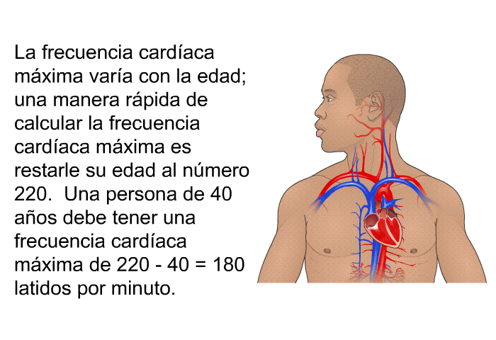La frecuencia card�aca m�xima var�a con la edad; una manera r�pida de calcular la frecuencia card�aca m�xima es restarle su edad al n�mero 220. Una persona de 40 a�os debe tener una frecuencia card�aca m�xima de 220 - 40 = 180 latidos por minuto.