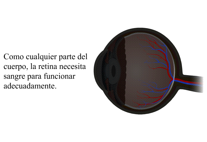 Como cualquier parte del cuerpo, la retina necesita sangre para funcionar adecuadamente.