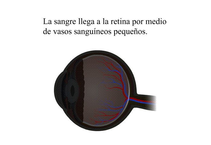 La sangre llega a la retina por medio de vasos sanguneos pequeos.
