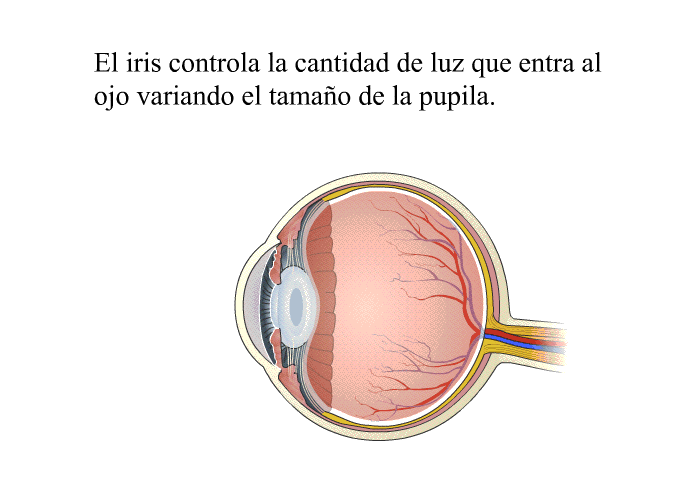 El iris controla la cantidad de luz que entra al ojo variando el tamao de la pupila.