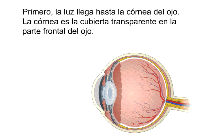 Primero, la luz llega hasta la crnea del ojo. La crnea es la cubierta transparente en la parte frontal del ojo.