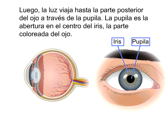 Luego, la luz viaja hasta la parte posterior del ojo a travs de la pupila. La pupila es la abertura en el centro del iris, la parte coloreada del ojo.