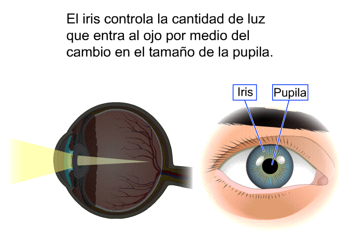 El iris controla la cantidad de luz que entra al ojo por medio del cambio en el tamao de la pupila.