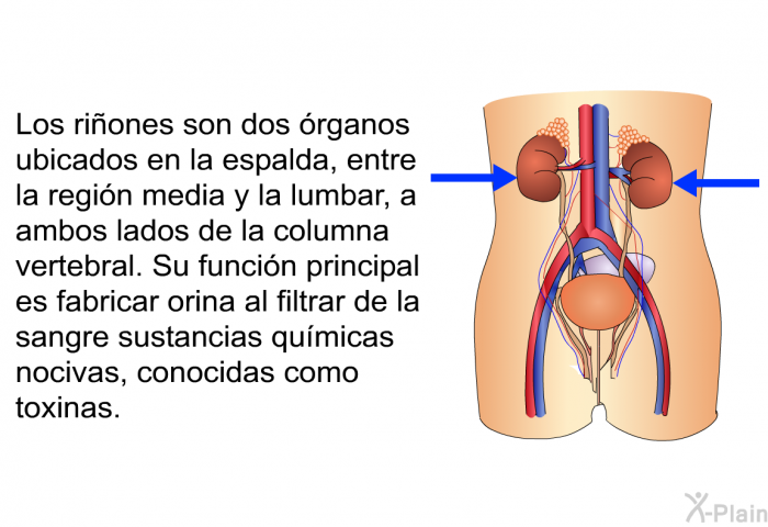 Los riones son dos rganos ubicados en la espalda, entre la regin media y la lumbar, a ambos lados de la columna vertebral. Su funcin principal es fabricar orina al filtrar de la sangre sustancias qumicas nocivas, conocidas como toxinas.