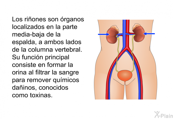 Los riones son rganos localizados en la parte media-baja de la espalda, a ambos lados de la columna vertebral. Su funcin principal consiste en formar la orina al filtrar la sangre para remover qumicos dainos, conocidos como toxinas.