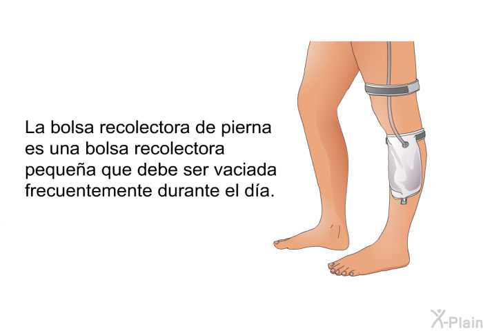 La bolsa recolectora de pierna es una bolsa recolectora pequea que debe ser vaciada frecuentemente durante el da.