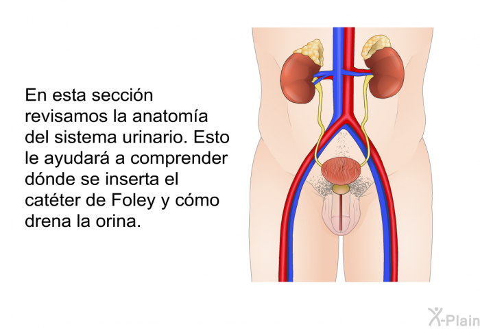 En esta seccin revisamos la anatoma del sistema urinario. Esto le ayudar a comprender dnde se inserta el catter de Foley y cmo drena la orina.