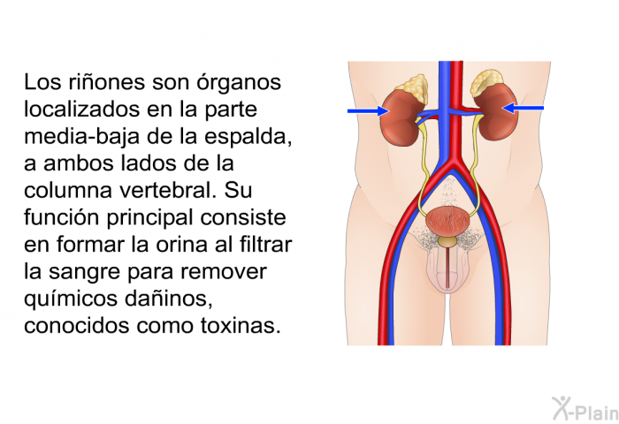 Los riones son rganos localizados en la parte media-baja de la espalda, a ambos lados de la columna vertebral. Su funcin principal consiste en formar la orina al filtrar la sangre para remover qumicos dainos, conocidos como toxinas.