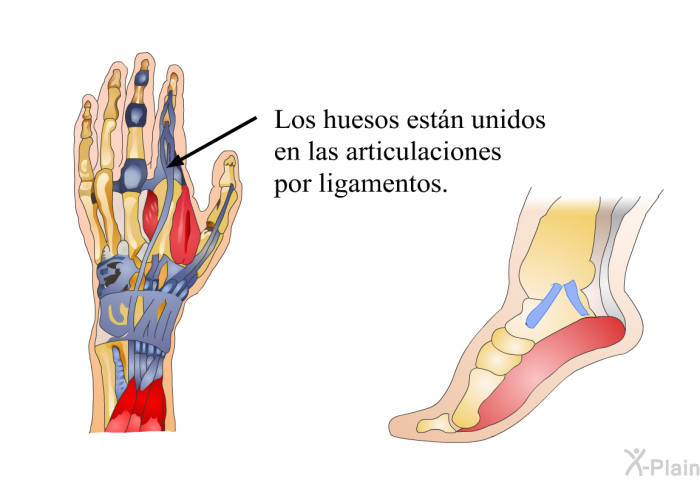 Los huesos estn unidos en las articulaciones por ligamentos.