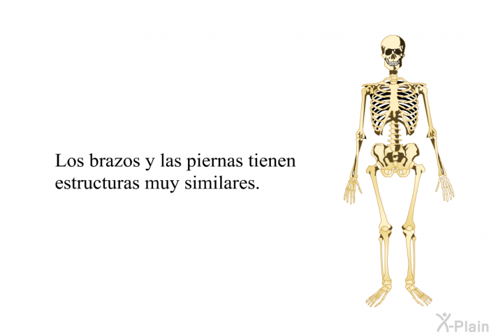 Los brazos y las piernas tienen estructuras muy similares.