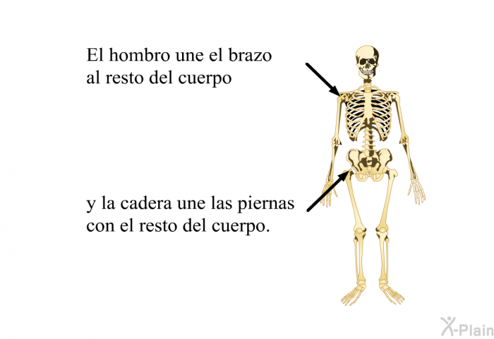 El hombro une el brazo al resto del cuerpo y la cadera une las piernas con el resto del cuerpo.