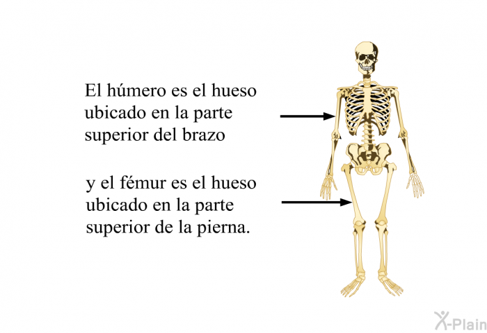 El hmero es el hueso ubicado en la parte superior del brazo y el fmur es el hueso ubicado en la parte superior de la pierna.