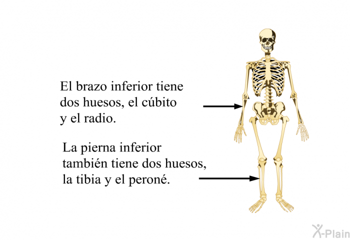 El brazo inferior tiene dos huesos, el cbito y el radio. La pierna inferior tambin tiene dos huesos, la tibia y el peron.