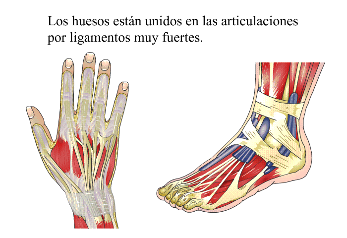 Los huesos estn unidos en las articulaciones por ligamentos muy fuertes.
