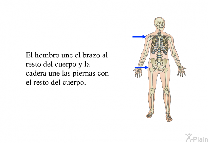 El hombro une el brazo al resto del cuerpo y la cadera une las piernas con el resto del cuerpo.