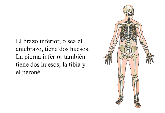 El brazo inferior, o sea el antebrazo, tiene dos huesos. La pierna inferior tambin tiene dos huesos, la tibia y el peron.
