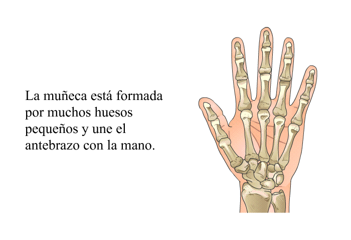 La mueca est formada por muchos huesos pequeos y une el antebrazo con la mano.