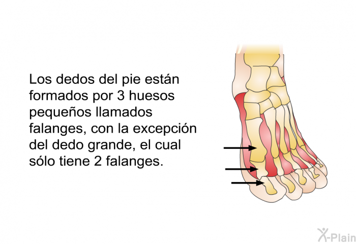 Los dedos del pie estn formados por 3 huesos pequeos llamados falanges, con la excepcin del dedo grande, el cual slo tiene 2 falanges.