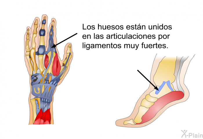 Los huesos estn unidos en las articulaciones por ligamentos muy fuertes.