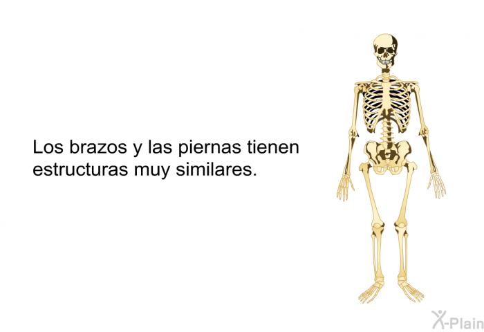 Los brazos y las piernas tienen estructuras muy similares.